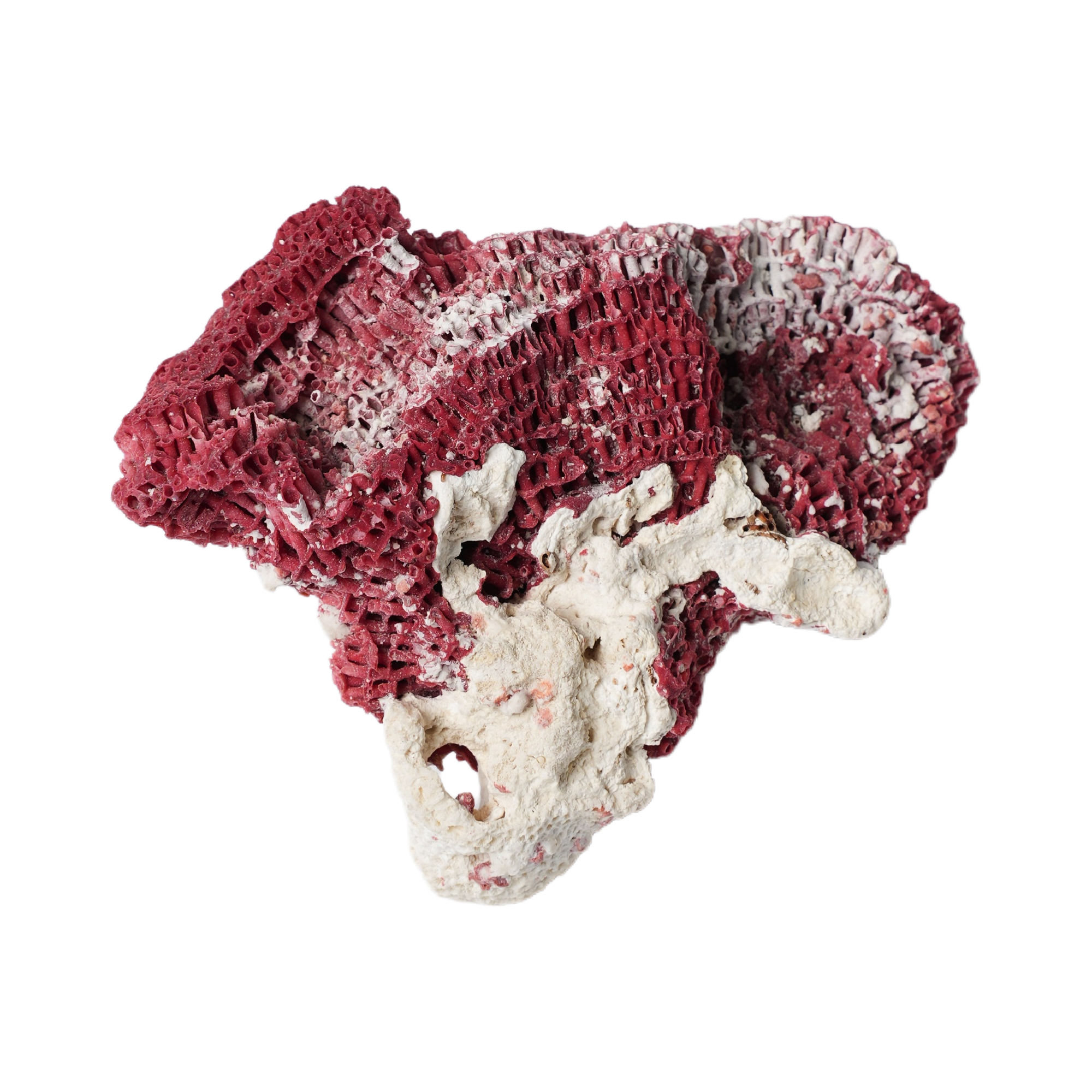 Synthetic Coral Decor