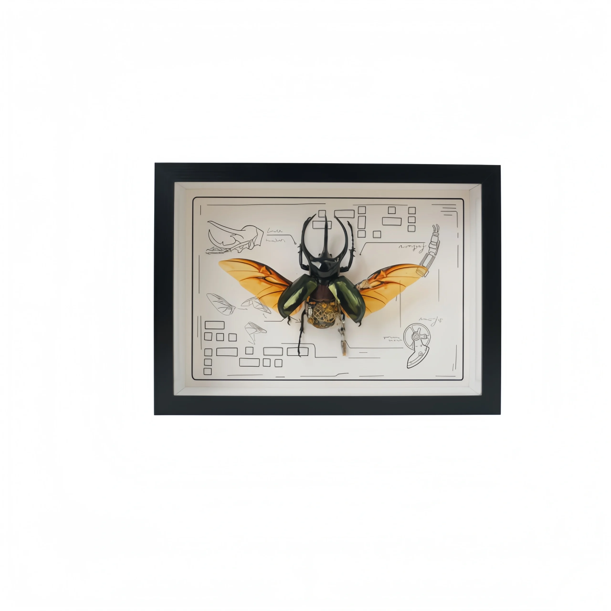 Nanyang Beetle Steampunk Specimen (Rectangular Frame)
