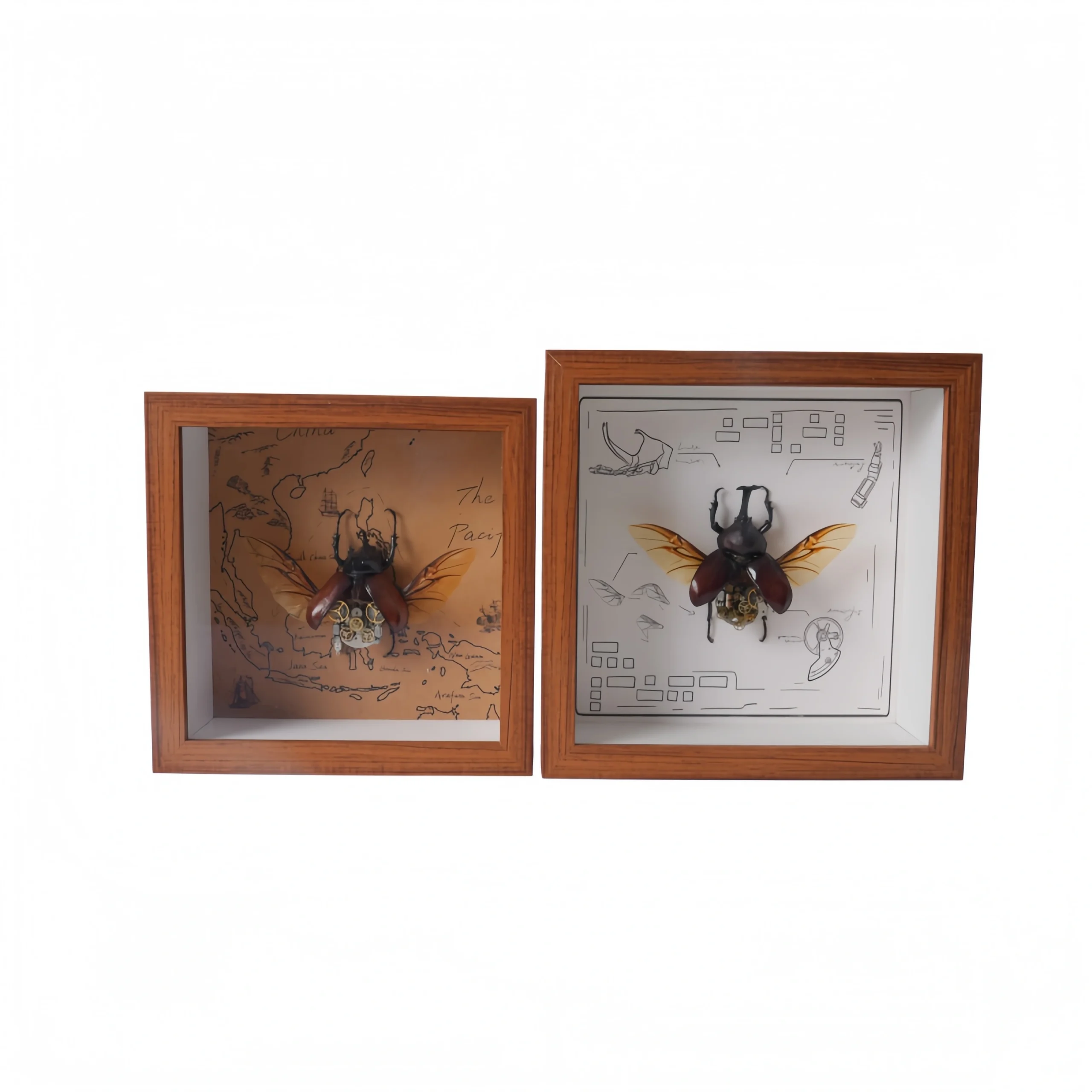 Nanyang Beetle Steampunk Specimen (Square Frame)